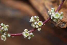 Image of Corrigiola telephiifolia Pourret