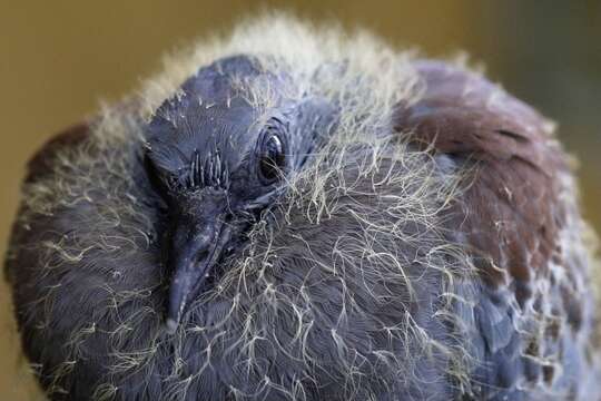 Image of Columba guinea guinea Linnaeus 1758