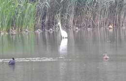 Image of Ardea alba alba Linnaeus 1758