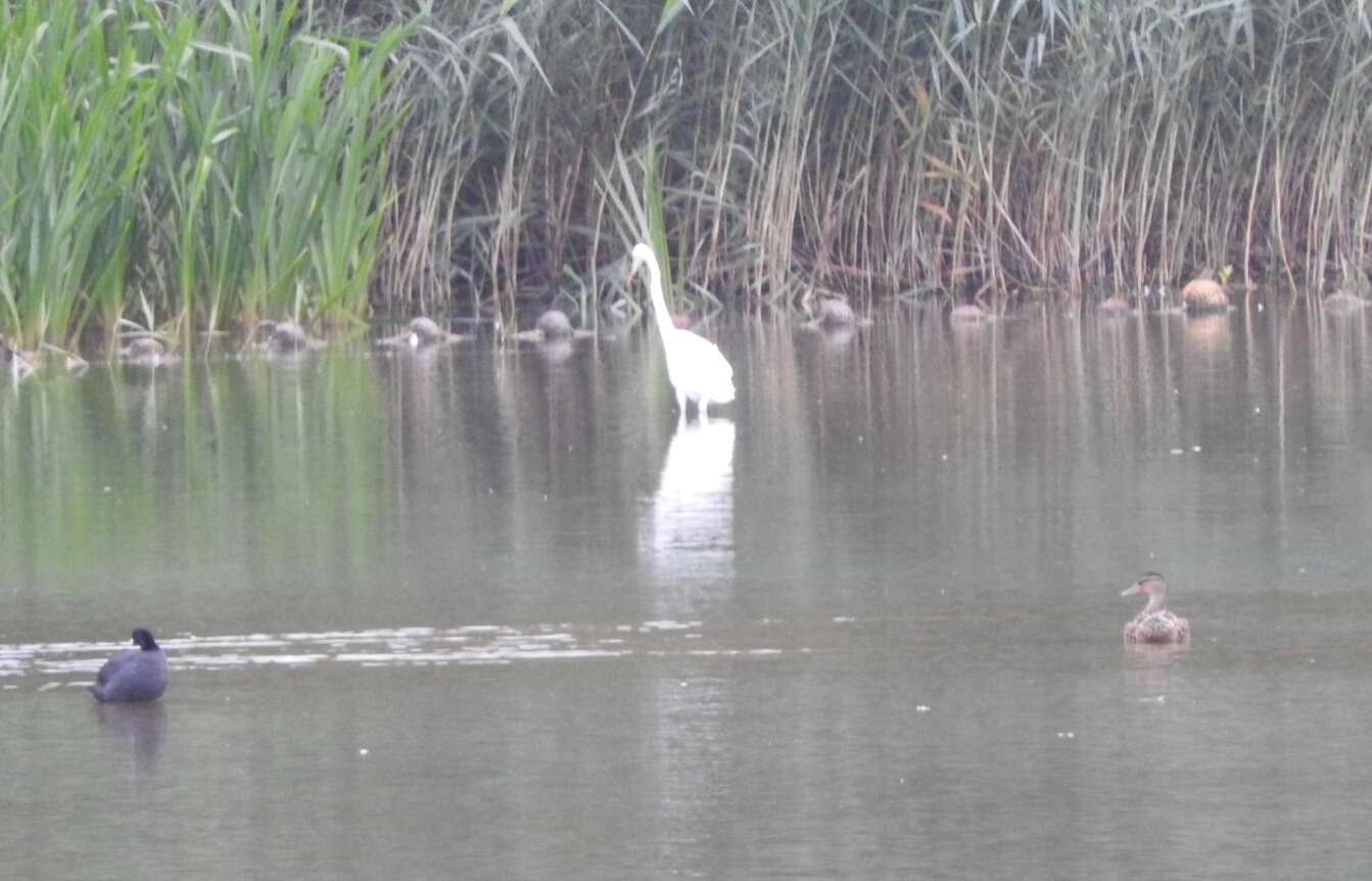 Image of Ardea alba alba Linnaeus 1758