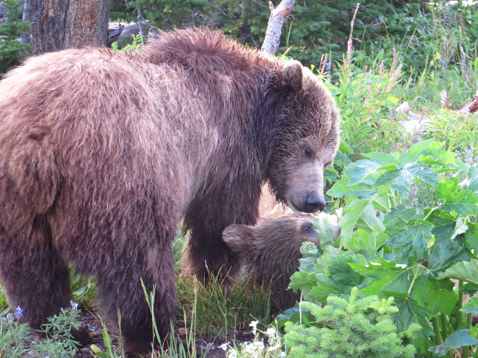 Image of grizzly bear