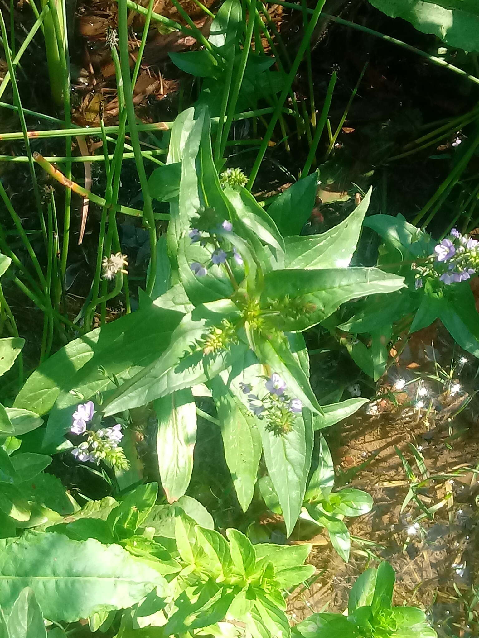 Слика од Veronica anagallis-aquatica subsp. anagallis-aquatica