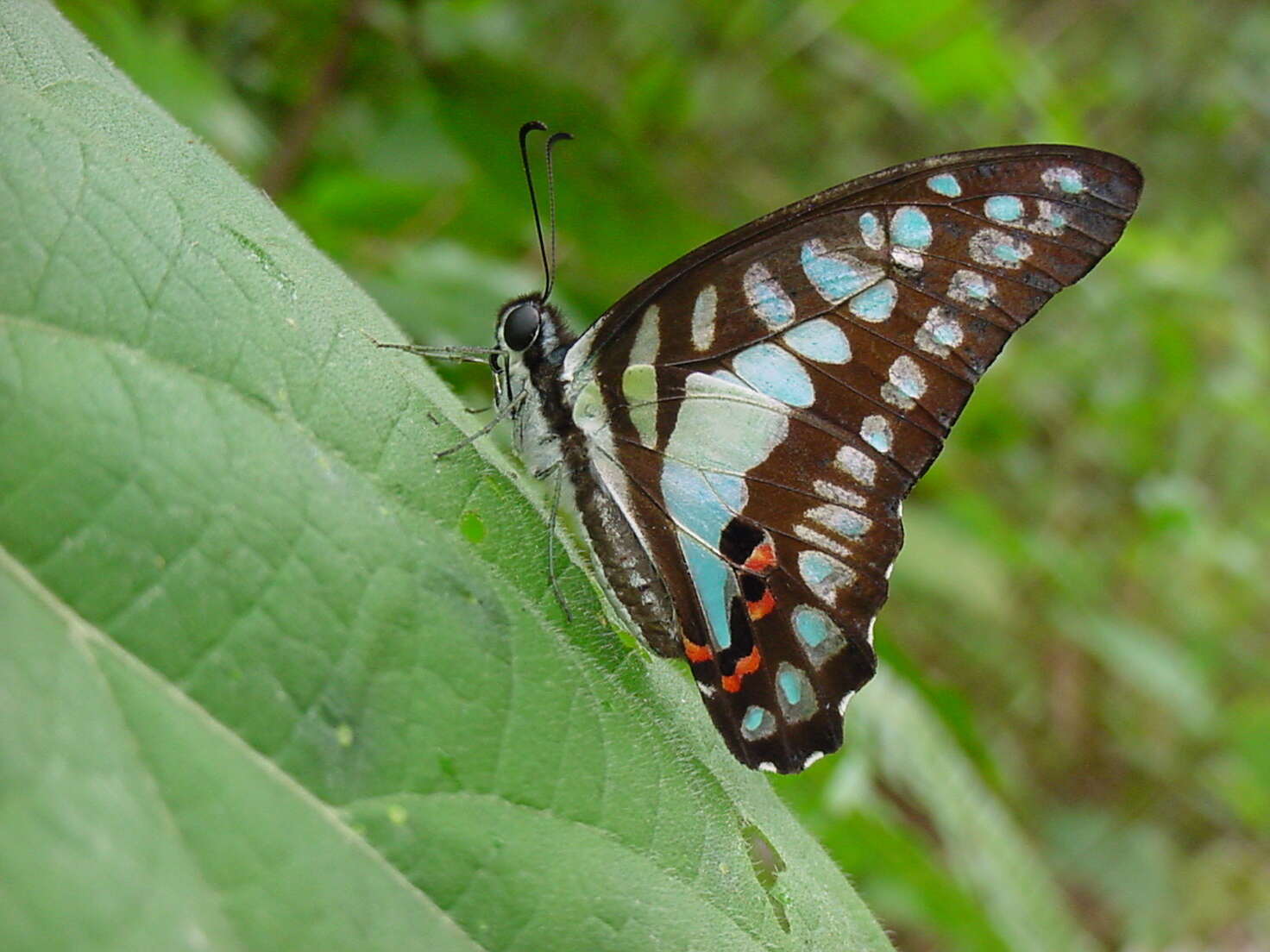 Graphium evemon (Boisduval 1836) resmi