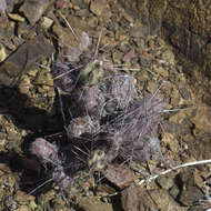 Image of Cylindropuntia cedrosensis Rebman