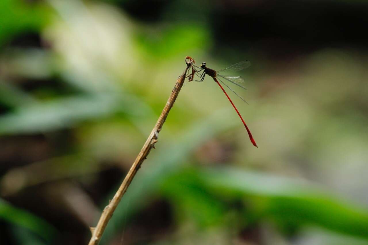 Image of Heteragrion albifrons Ris 1918