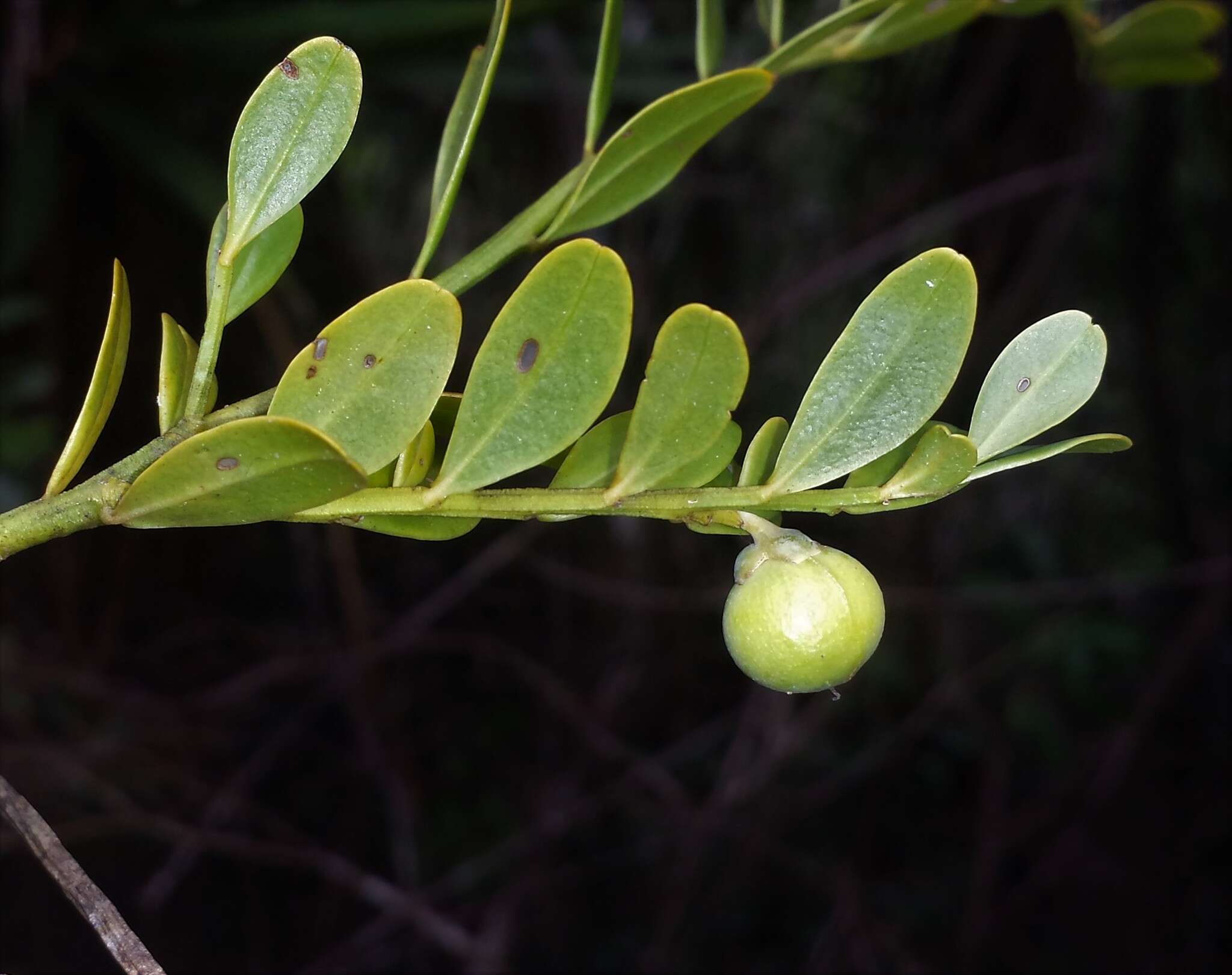 Image of Olax antsiranensis Z. S. Rogers, Malecot & Sikes