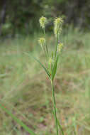 Imagem de Cyperus plukenetii Fernald