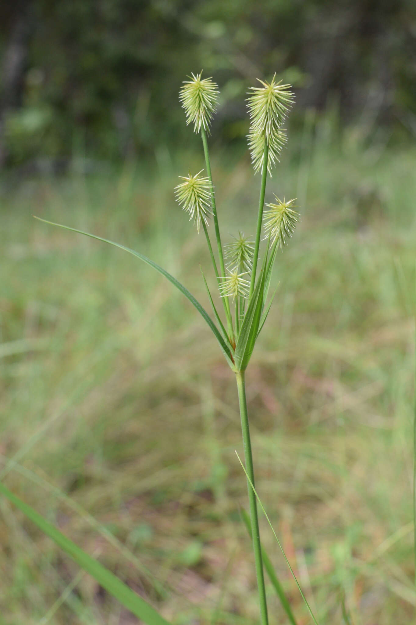 Image of Plukenet's flatsedge