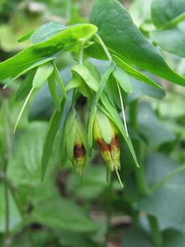 Cerinthe glabra subsp. caucasica E. Hadac ex A. I. Galushko resmi