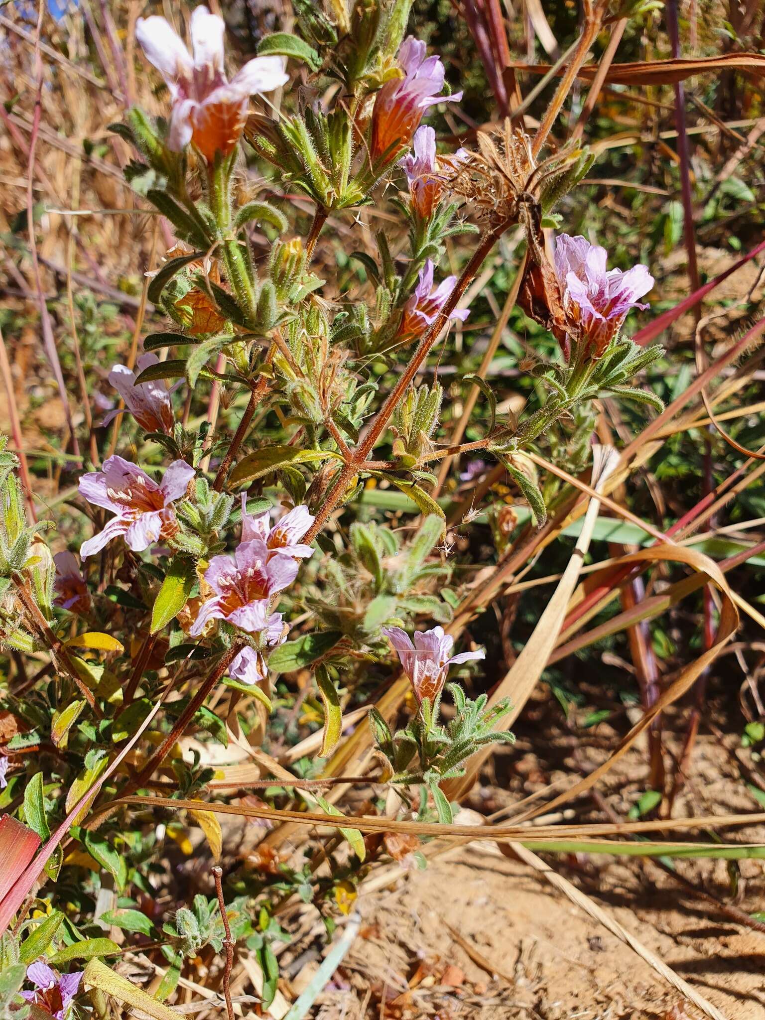 Sivun Strobilanthopsis kuva