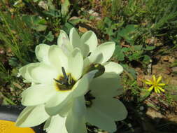 صورة Ixia abbreviata Houtt.