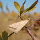 Image of Evergestis nomadalis Lederer 1871