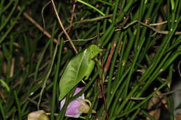 Image of Cnemidophyllum (Cnemidophyllum) oblitum Costa Lima 1933