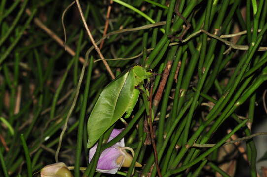 Image of Cnemidophyllum (Cnemidophyllum) oblitum Costa Lima 1933