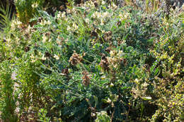 Image de Astragalus nevinii A. Gray ex Lyon