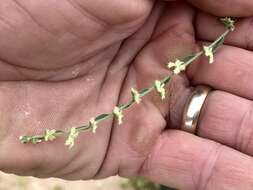 Image of broadfruit combseed