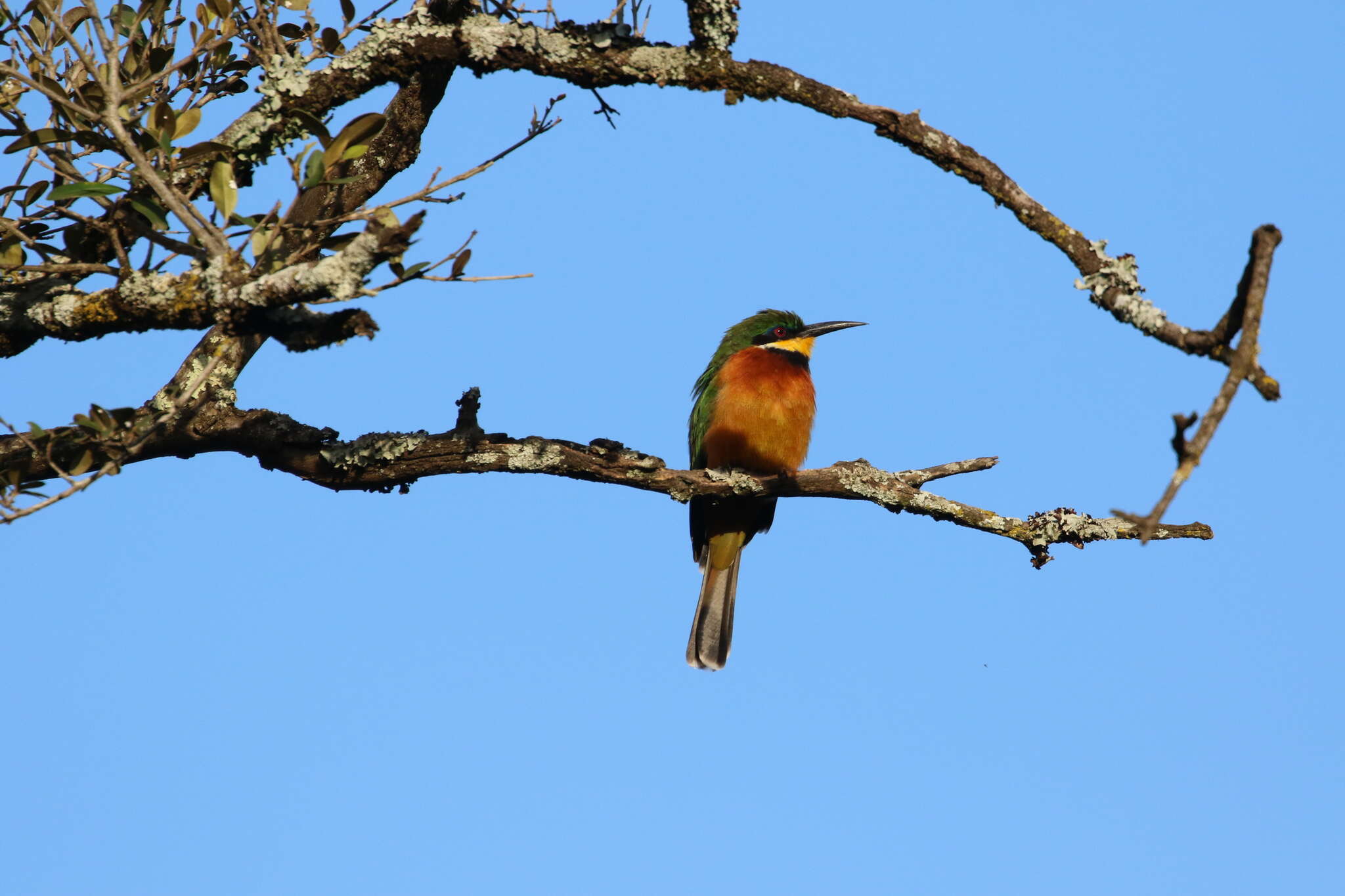 Image of Cinnamon-breasted Bee-eater