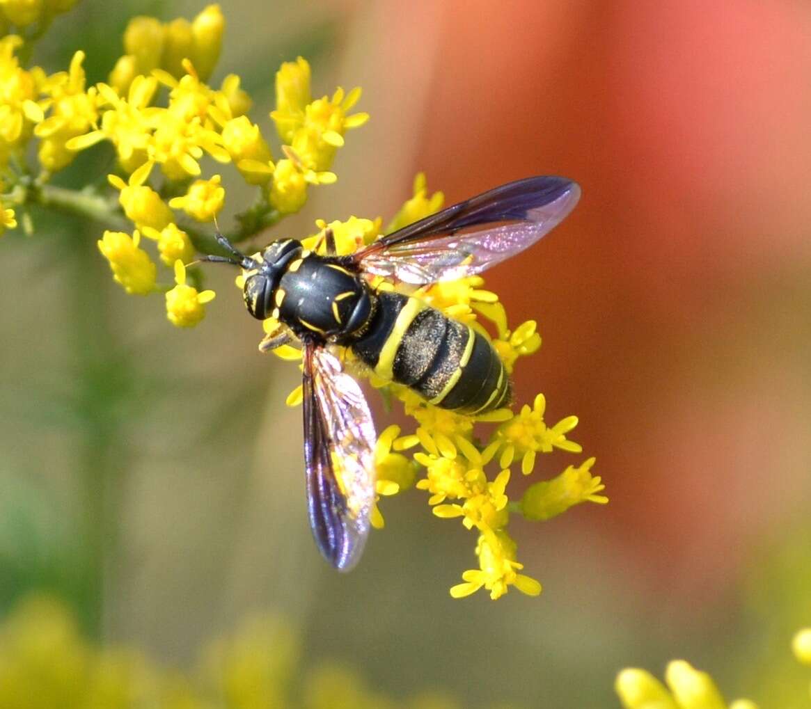 Image of Spilomyia sayi (Goot 1964)