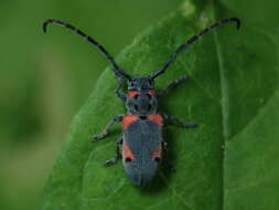 Sivun Tetraopes discoideus Le Conte 1858 kuva