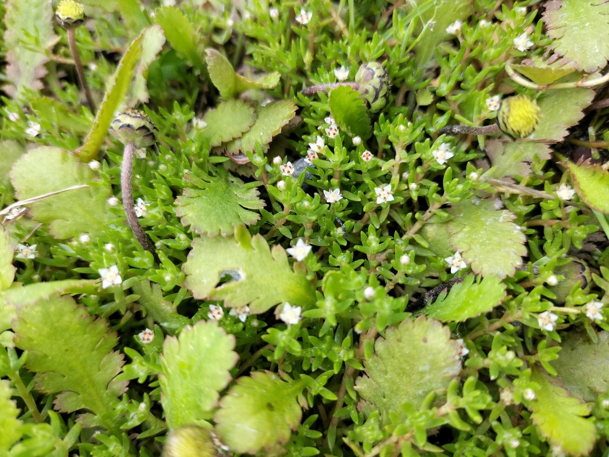 Image of Crassula sinclairii (Hook. fil.) A. P. Druce & D. R. Given