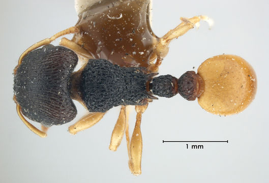 Image of <i>Tetramorium laticephalum</i> Bolton 1977