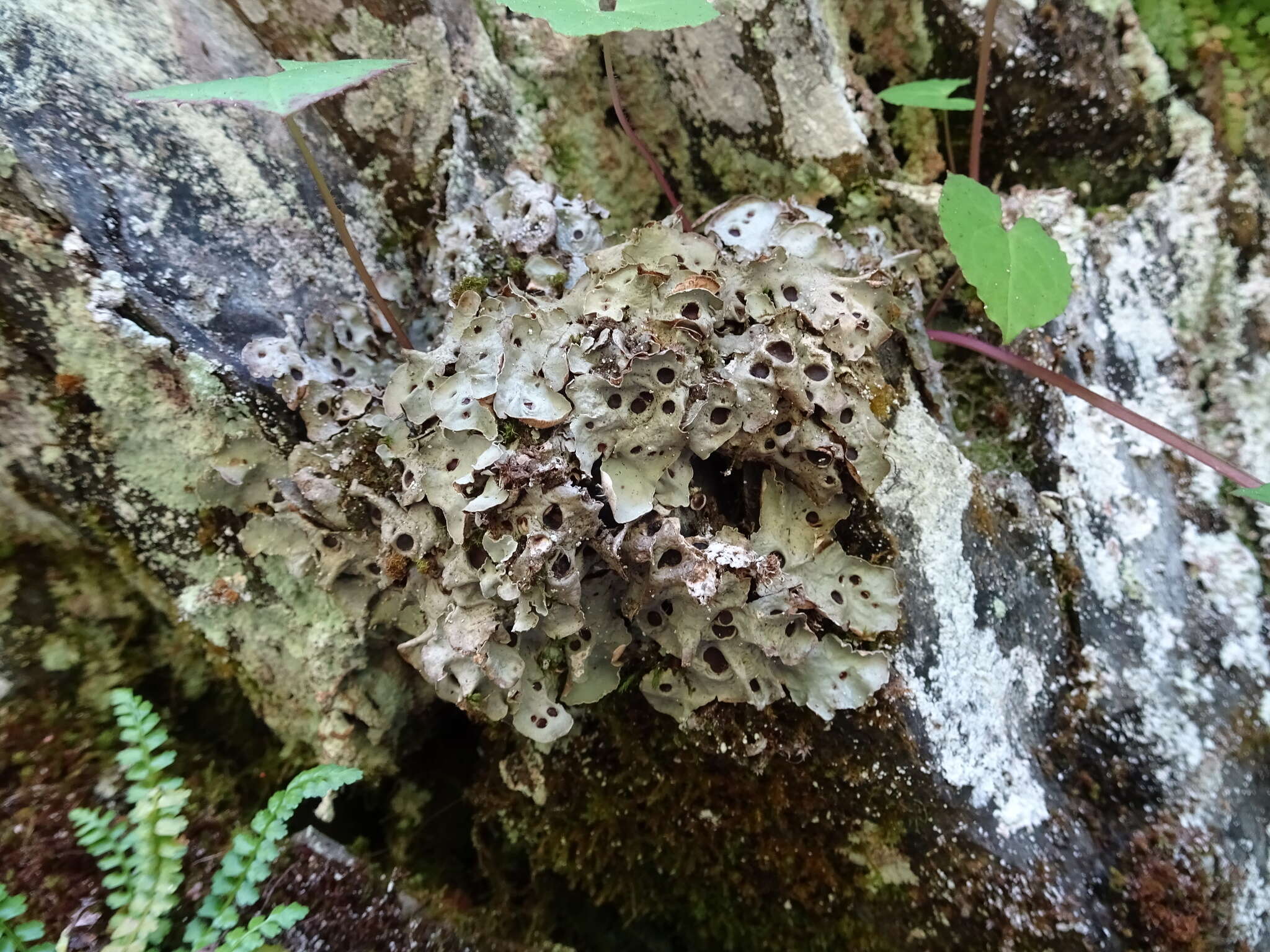 Image of chocolate chip lichen