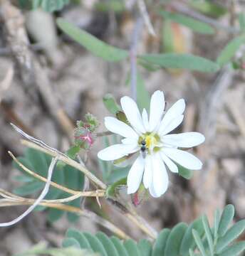 Image of sandwort drymary