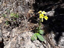 Image of Lithospermum obovatum Macbr.