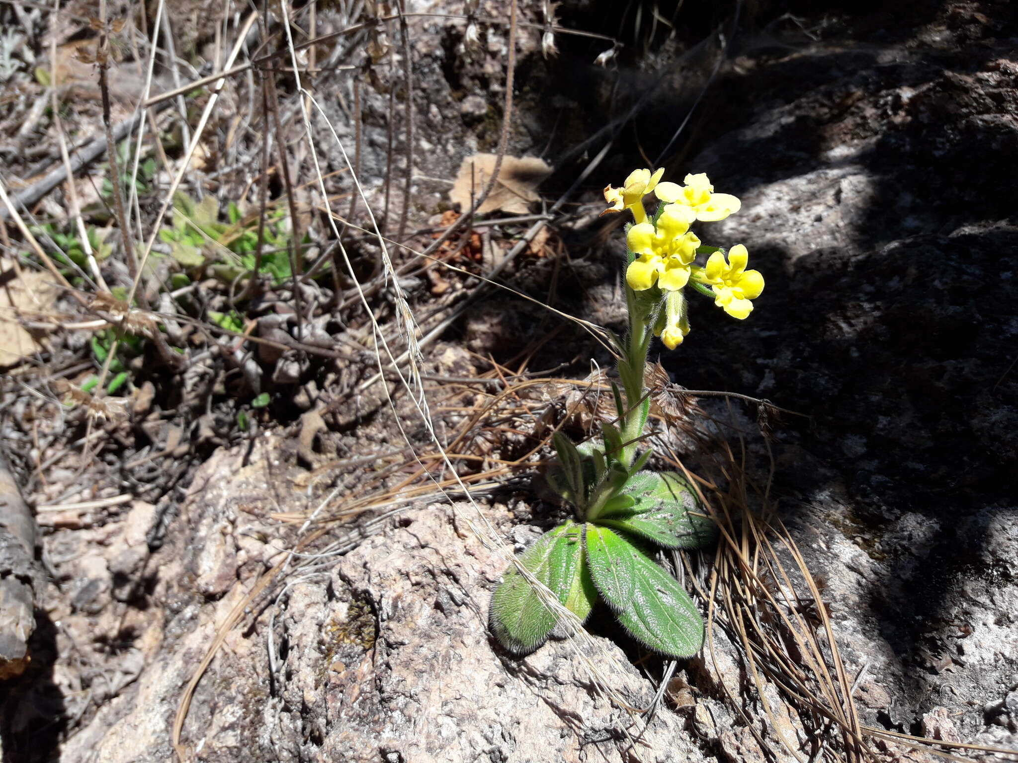 Image of Lithospermum obovatum Macbr.