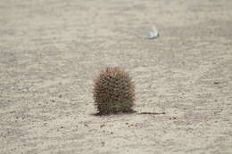 Image of Coryphantha poselgeriana (A. Dietr.) Britton & Rose