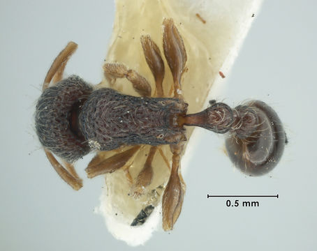 Image of <i>Tetramorium deceptum</i> Bolton 1977