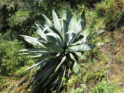 Sivun Agave atrovirens var. mirabilis (Trel.) Gentry kuva