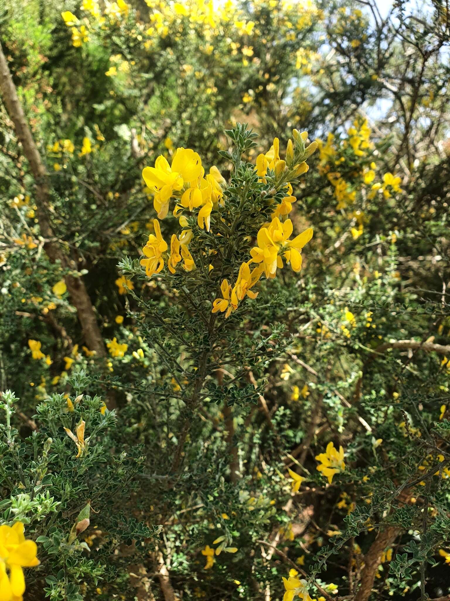 Imagem de Genista canariensis L.