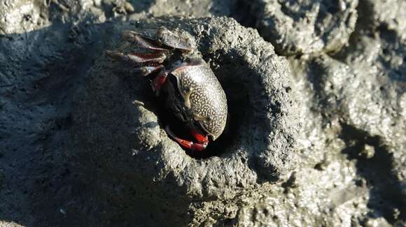 Image of Fiddler Crab