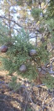 Image of Paiute cypress