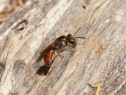 Image de Lasioglossum turneri (Blüthgen 1926)