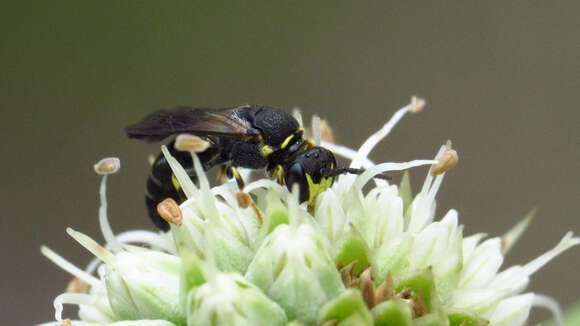 Hylaeus confluens (Smith 1853) resmi