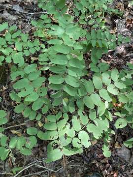 Image of Ouachita False Indigo