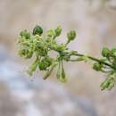 Image de Silene gigantea subsp. gigantea