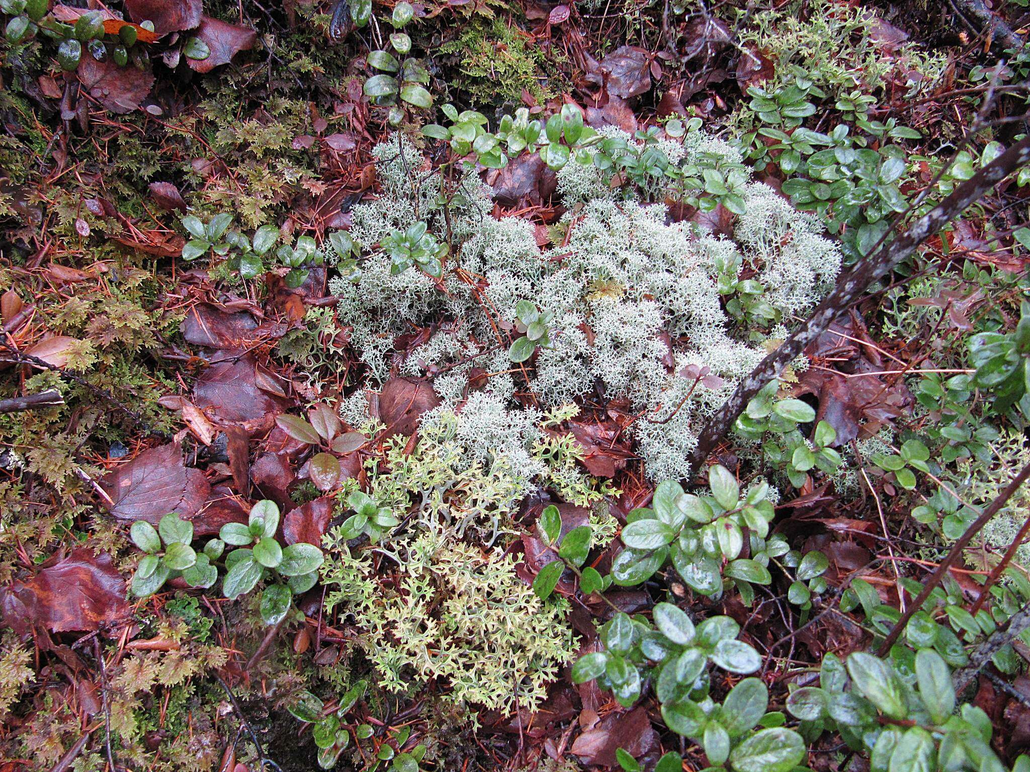 Image de Cladonia arbuscula (Wallr.) Flot.