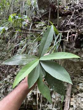 Image de Brunfelsia portoricensis Krug & Urb.