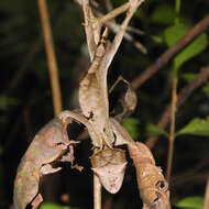 Uroplatus phantasticus (Boulenger 1888) resmi