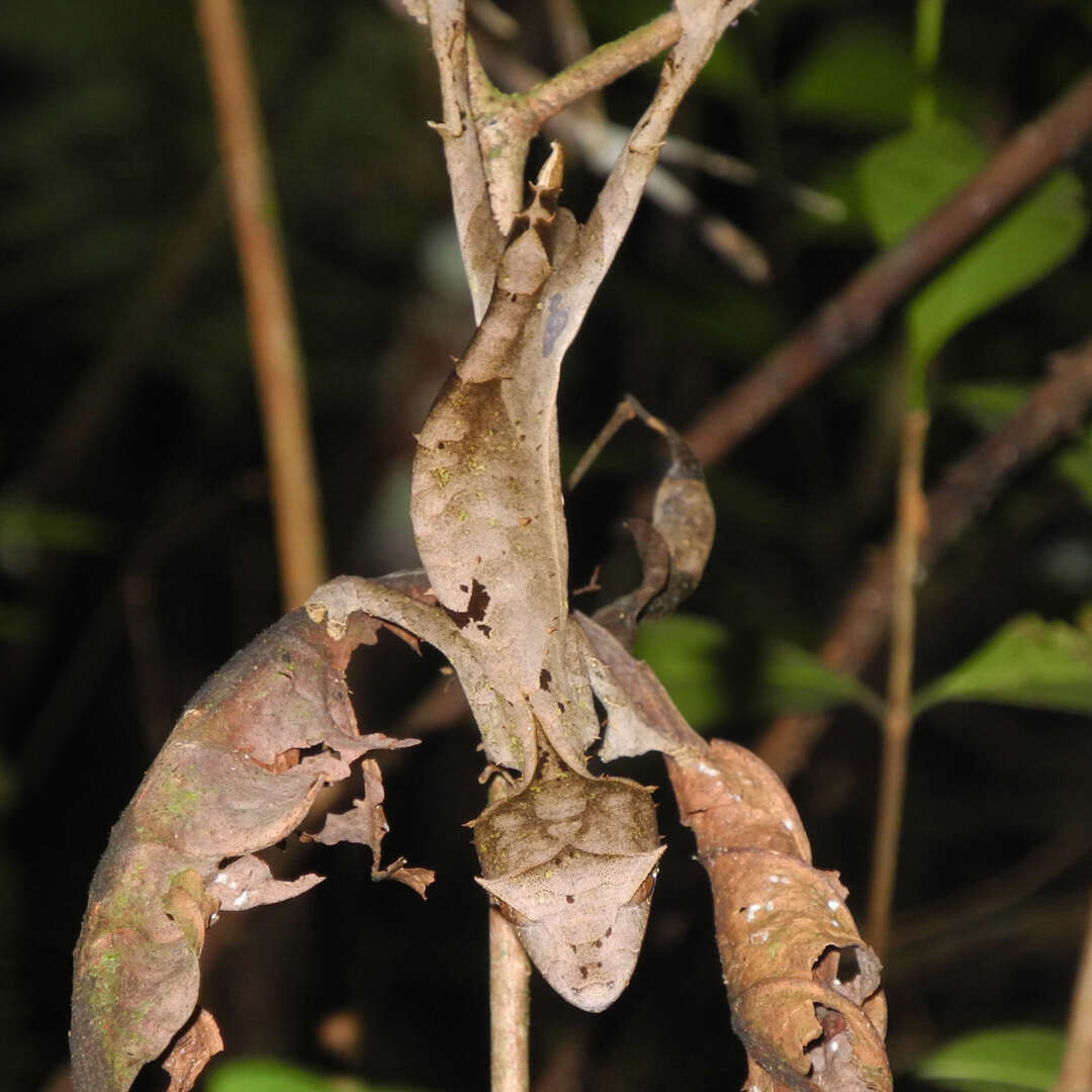 Слика од Uroplatus phantasticus (Boulenger 1888)