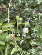 Image of Hibiscus barbosae Exell