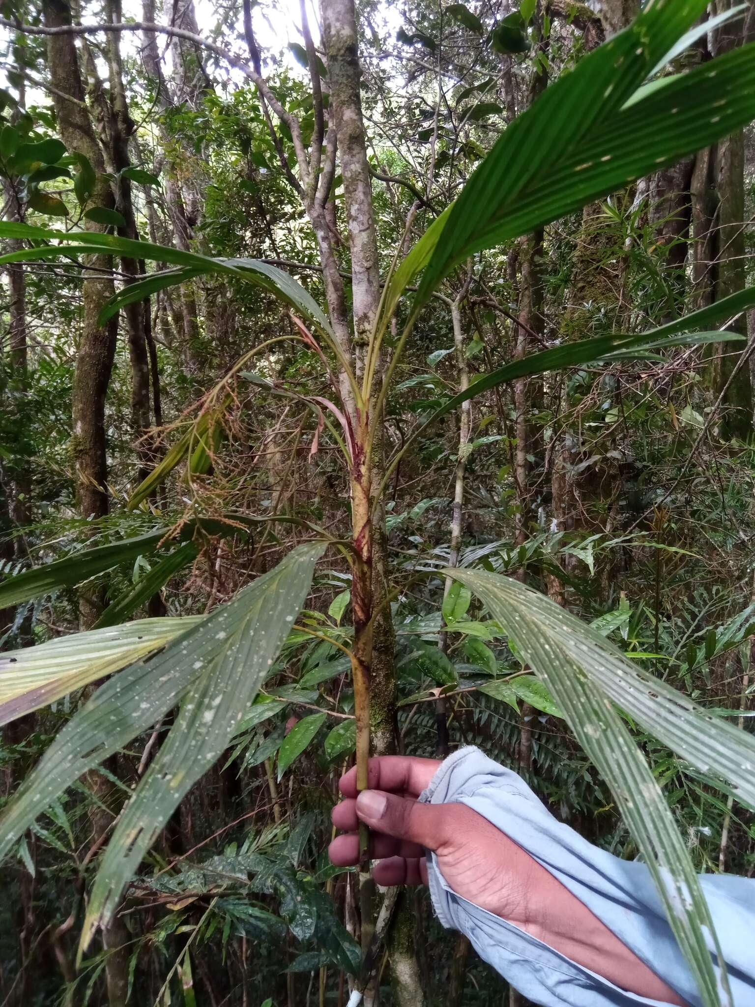 Image of Dypsis hildebrandtii (Baill.) Becc.