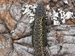 Image of Anahuacan Bunchgrass Lizard