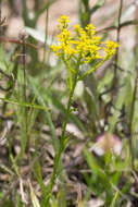 Image of low pinebarren milkwort