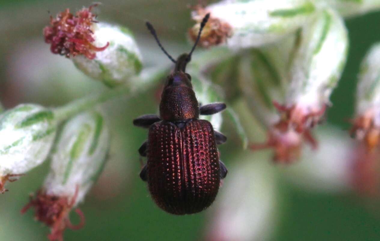 Image of Plum Borer