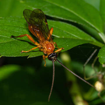 Image of Theronia hilaris (Say 1829)