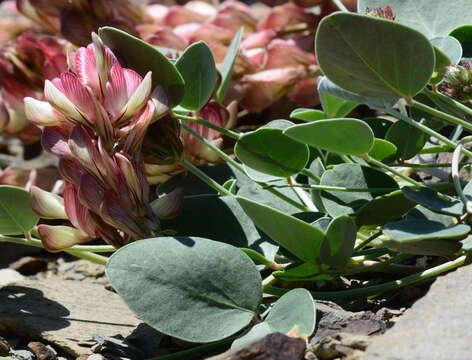 Plancia ëd Hedysarum splendens DC.